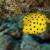 avatar yellowboxfish